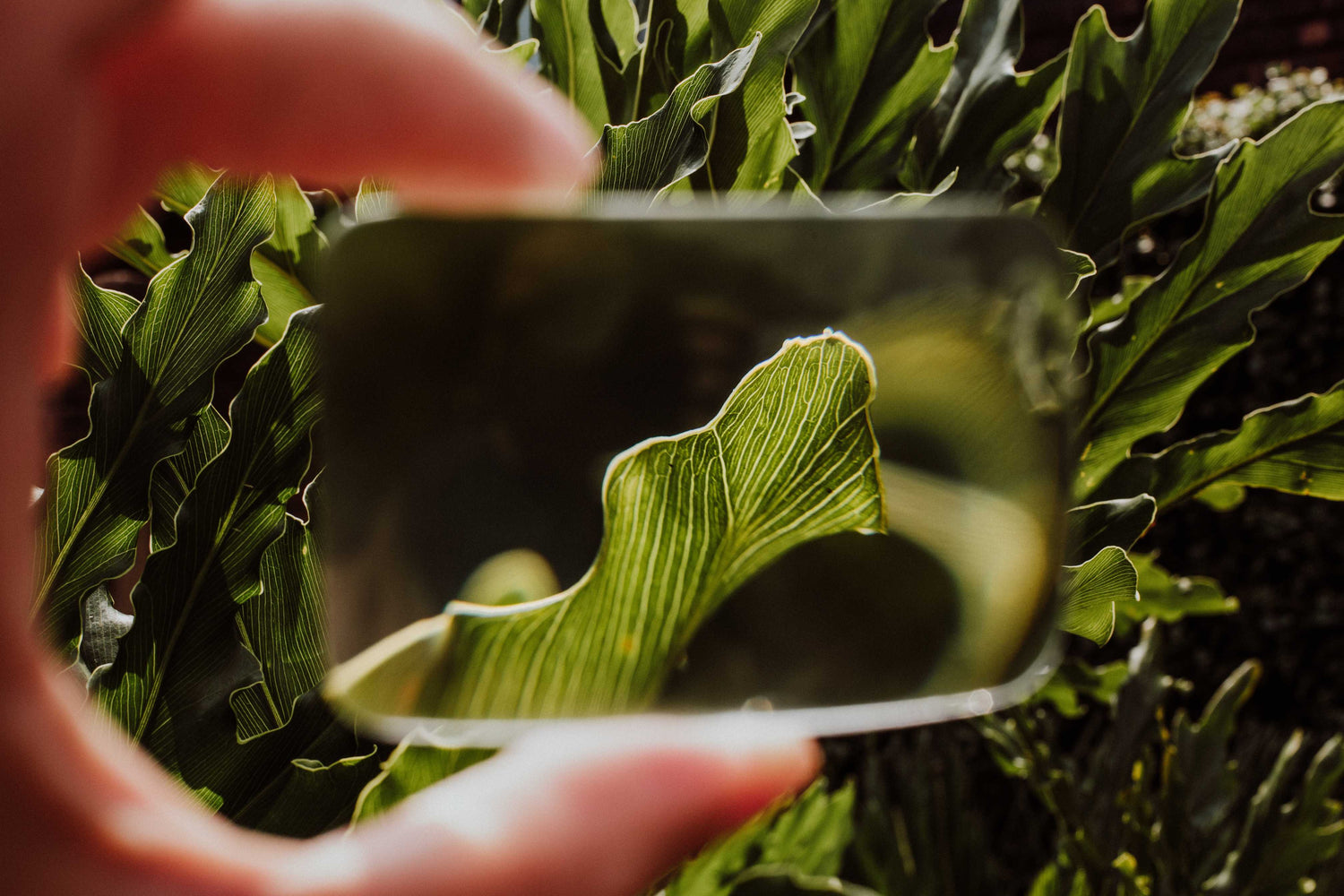 A piece of eyeglass lense being held in front of botanical backdrop