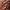 Choco Chic: The Warm Sophistication of Brown Blades