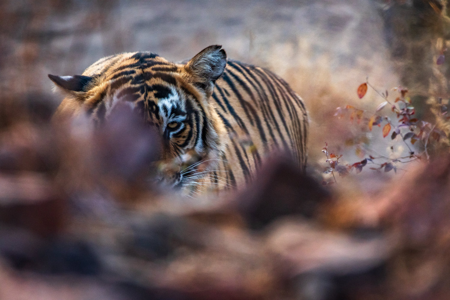 The Enduring Allure of Animal Prints in Fashion